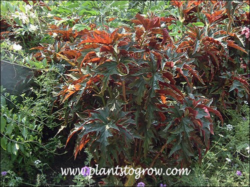 A large plant in full sun.
